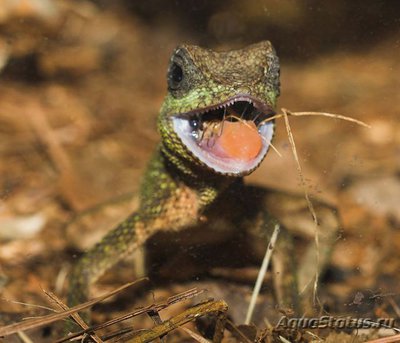 Акантозавр горный (Acanthosaura capra)