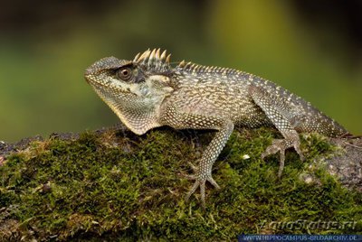 Акантозавр горный (Acanthosaura capra)