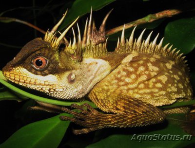 Акантозавр гребенчатый (Acanthosaura armata)