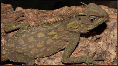 Фото Акантозавр гребенчатый Acanthosaura armata  (photo#120193)