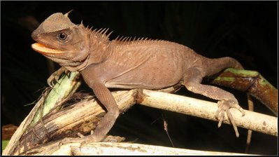 Фото Акантозавр гребенчатый Acanthosaura armata  (photo#120195)