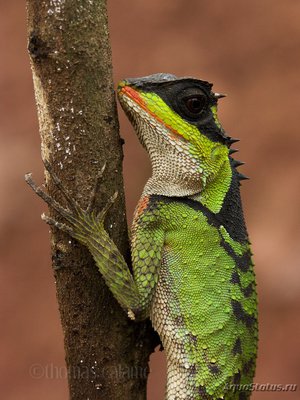 Фото Акантозавр коричневый Acanthosaura lepidogaster  (photo#120206)