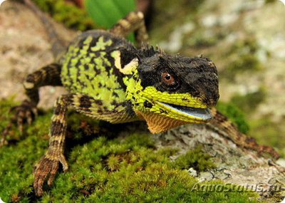 Фото Акантозавр коричневый Acanthosaura lepidogaster  (photo#120207)