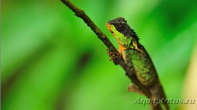 Фото Акантозавр коричневый Acanthosaura lepidogaster  (photo#120208)