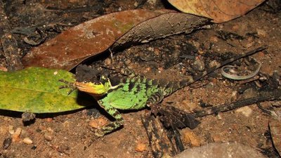 Фото Акантозавр коричневый Acanthosaura lepidogaster  (photo#120209)