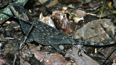 Акантозавр крестоносный (Acanthosaura crucigera)