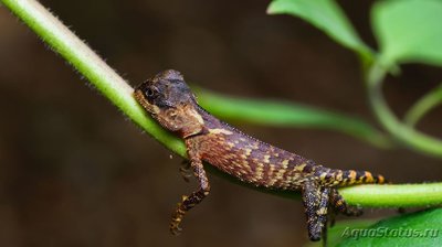 Фото Акантозавр крестоносный Acanthosaura crucigera  (photo#120212)