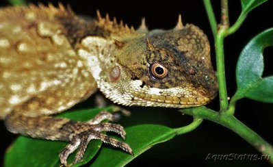 Акантозавр крестоносный (Acanthosaura crucigera)