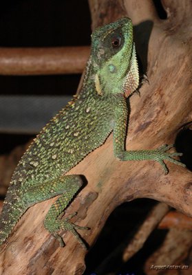 Акантозавр крестоносный (Acanthosaura crucigera)