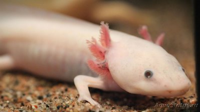 Фото Аксолотль, амбистома мексиканская Ambystoma mexicanum  (photo#120221)