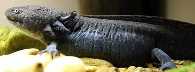 Фото Аксолотль, амбистома мексиканская Ambystoma mexicanum  (photo#120222)