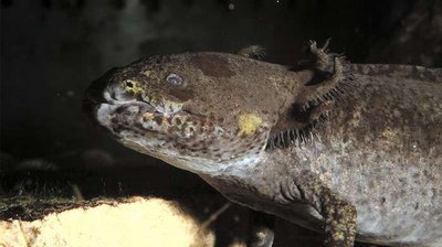 Фото Аксолотль, амбистома мексиканская Ambystoma mexicanum  (photo#120223)