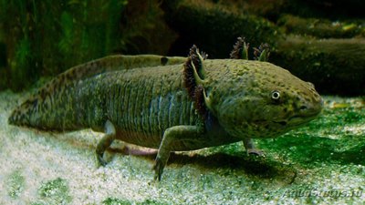 Фото Аксолотль, амбистома мексиканская Ambystoma mexicanum  (photo#120226)