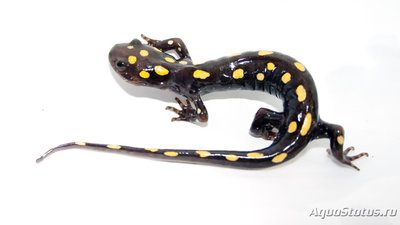 Фото Амбистома пятнистая Ambystoma maculatum Spotted Salamander  (photo#120227)