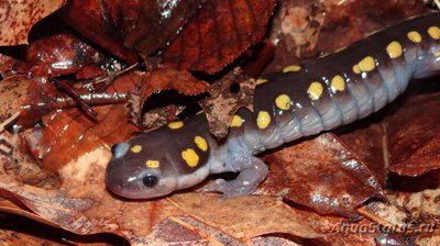 Фото Амбистома пятнистая Ambystoma maculatum Spotted Salamander  (photo#120228)