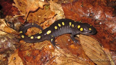 Фото Амбистома пятнистая Ambystoma maculatum Spotted Salamander  (photo#120229)