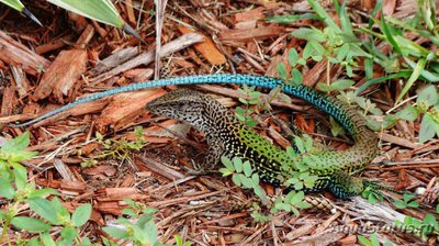 Фото Амейва обыкновенная Ameiva ameiva  (photo#120231)