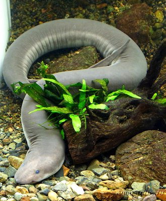 Фото Амфиума трёхпалая Amphiuma tridactylum Amphiuma  (photo#120236)