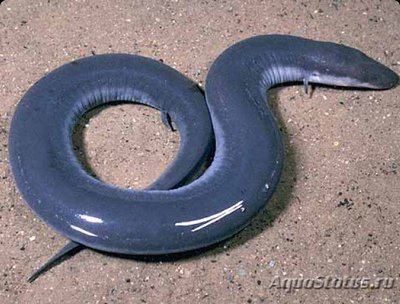 Фото Амфиума трёхпалая Amphiuma tridactylum Amphiuma  (photo#120239)