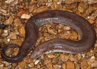 Фото Амфиума трёхпалая Amphiuma tridactylum Amphiuma  (photo#120240)