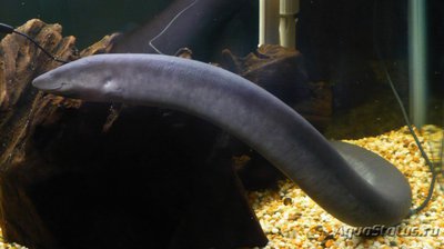 Фото Амфиума трёхпалая Amphiuma tridactylum Amphiuma  (photo#120241)