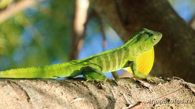 Фото Анолис Гармана Anolis garmani Jamaican Anole  (photo#120255)