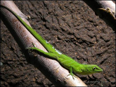 Фото Анолис Гармана Anolis garmani Jamaican Anole  (photo#120256)