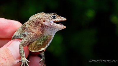 Фото Анолис гребенчатый Anolis cristatellus Crested anole  (photo#120257)