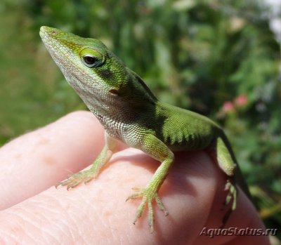 Фото Анолис каролинский Anolis carolinensis Green Anole  (photo#120262)