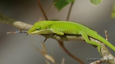 Фото Анолис каролинский Anolis carolinensis Green Anole  (photo#120263)