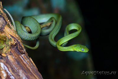 Фото Бойга зеленая Boiga cyanea Green Cat Snake  (photo#120291)