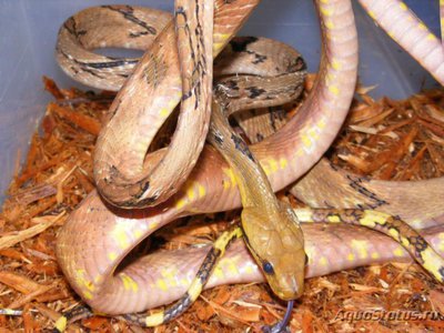 Фото Бойга собакозубая Boiga cynodon Dog-toothed Cat Snake  (photo#120294)