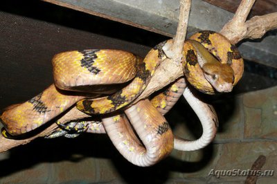 Фото Бойга собакозубая Boiga cynodon Dog-toothed Cat Snake  (photo#120295)