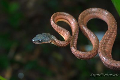 Фото Бойга черноголовая Boiga nigriceps  (photo#120296)