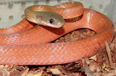 Фото Бойга черноголовая Boiga nigriceps  (photo#120297)