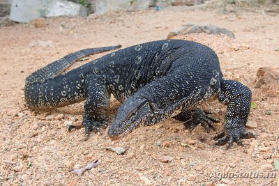 Фото Варан водяной сальватор Varanus salvator Asian water monitor  (photo#120301)