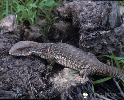 Фото Варан капский Varanus exanthematicus Savannah monitor, Cape monitor  (photo#120304)