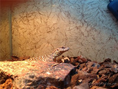 Фото Варан капский Varanus exanthematicus Savannah monitor, Cape monitor  (photo#120305)