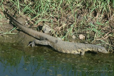 Фото Варан нильский Varanus niloticus Nile Monitor  (photo#120306)