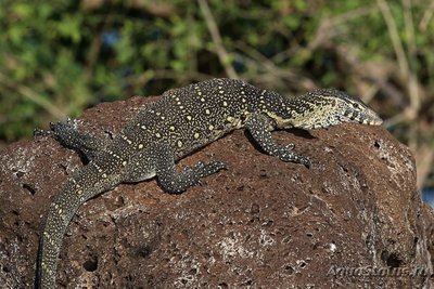 Фото Варан нильский Varanus niloticus Nile Monitor  (photo#120307)