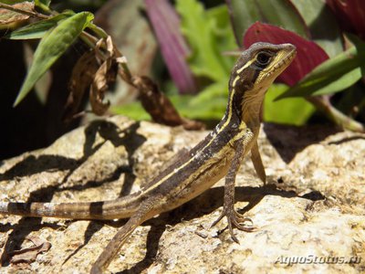 Фото Василиск полосатый Basiliscus vittatus Brown Basilisk  (photo#120309)