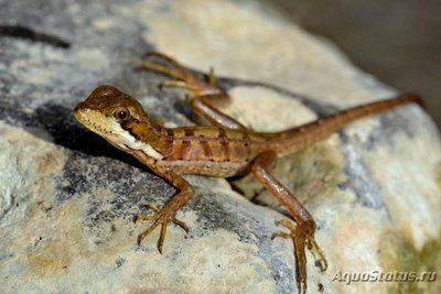 Фото Василиск полосатый Basiliscus vittatus Brown Basilisk  (photo#120310)