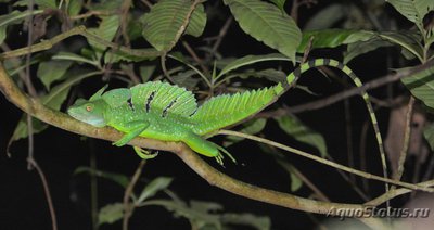 Фото Василиск шлемоносный Basiliscus plumifrons Green Basilisk  (photo#120311)