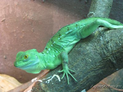 Фото Василиск шлемоносный Basiliscus plumifrons Green Basilisk  (photo#120312)