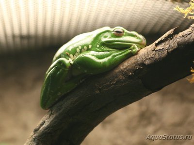 Фото Веслоног зеленый гигантский Polypedates cf. dennysii Chinense Giant Glider  (photo#120335)