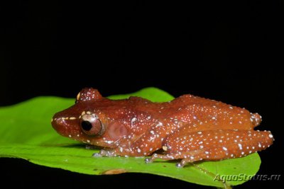 Фото Веслоног шиповатый расписной Nyctixalus pictus  (photo#120337)