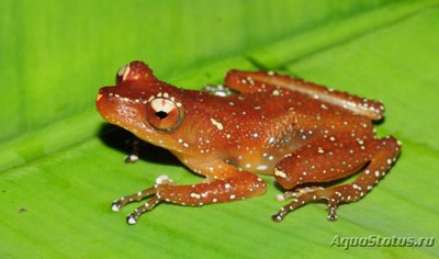 Фото Веслоног шиповатый расписной Nyctixalus pictus  (photo#120338)