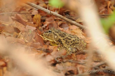 Фото Водонос пиксицефалус съедобный Pyxicephalus edulis Edible Bullfrog  (photo#120341)