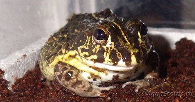 Фото Водонос пиксицефалус съедобный Pyxicephalus edulis Edible Bullfrog  (photo#120342)