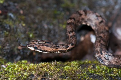 Фото Гадюка ложная обыкновенная Psammodynastes pulverulentus  (photo#120349)